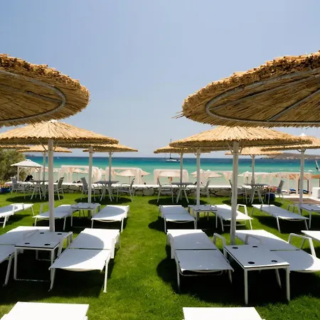 Amaryllis Хриси-Акти